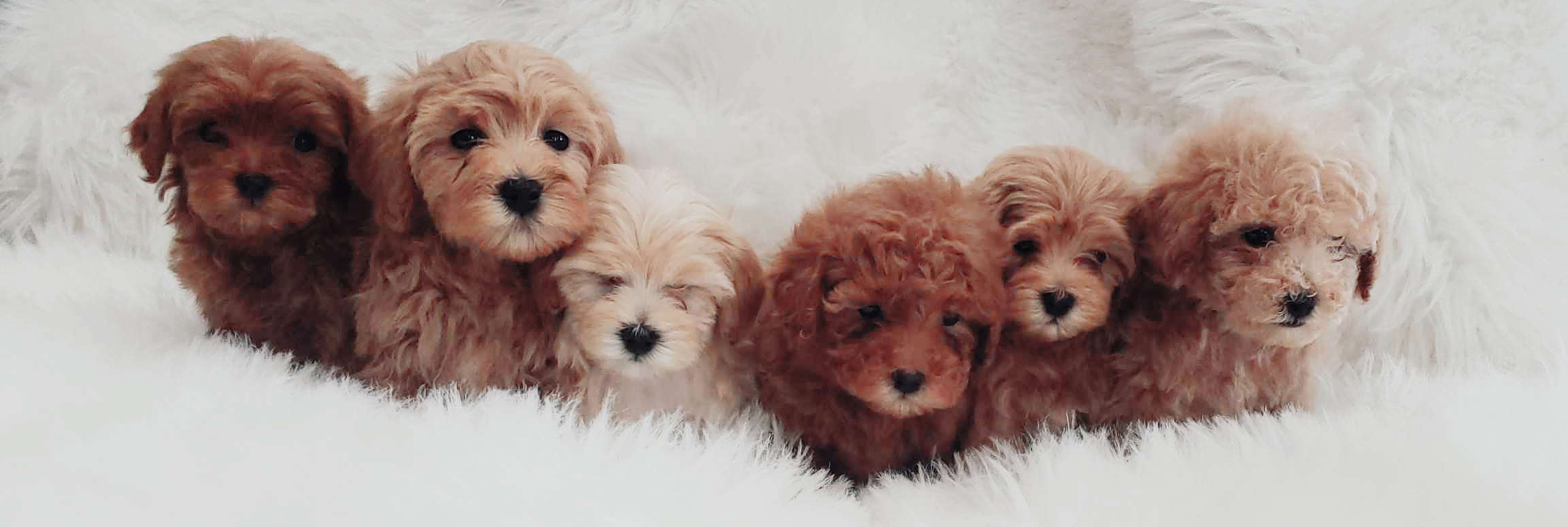 Puppies