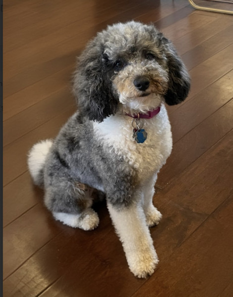 Nova