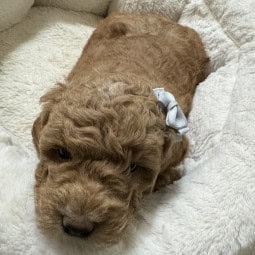 Amy – Female Goldendoodle