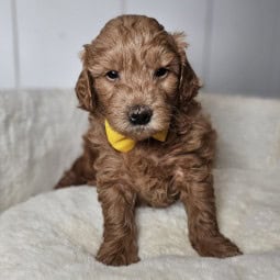 Thomas – Male Goldendoodle – Reserved