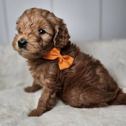 Johnny – Male Goldendoodles