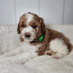 Friedrich – Male Goldendoodle