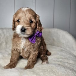 Cherry – Female Mini Goldendoodle