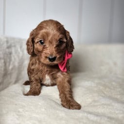 Burgundy- Female Mini Goldendoodle