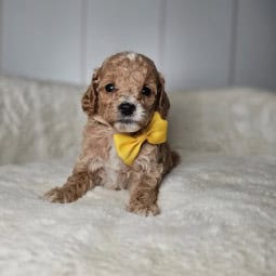 Carmine – Female Mini Goldendoodle