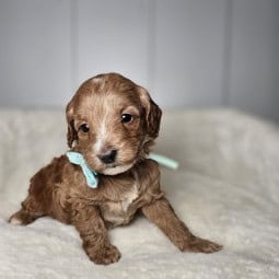 Auburn- Female Mini Goldendoodle