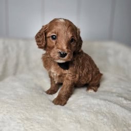 Garnet – Male mini Goldendoodle