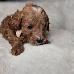 Rhett – Male Mini Goldendoodle