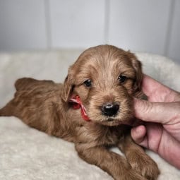 Crimson – Female Mini Goldendoodle