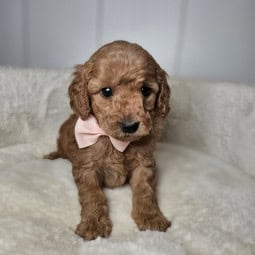 Ginger – Female Mini Goldendoodle