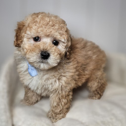 Gimli – Male Maltipoo