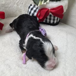 Glaucia – Female Mini Bernedoodle