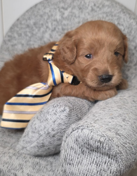 Benny