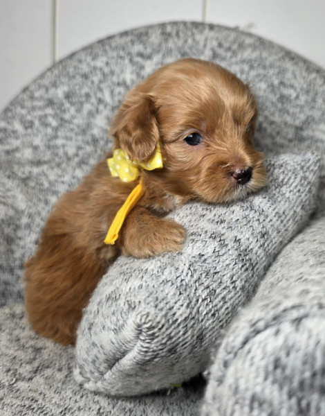 Zoey