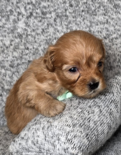 Baby