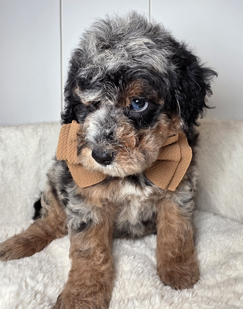 Screenshot 2025-09-17 at 4.33.37 PM