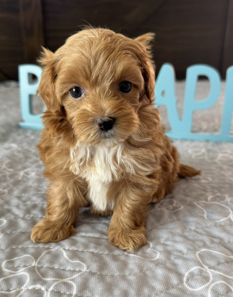 Zoey