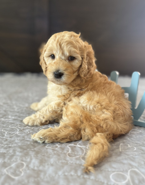 Remy