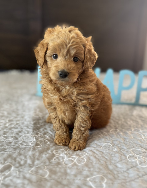 Benny