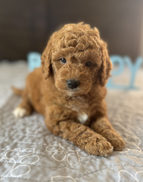 Cody