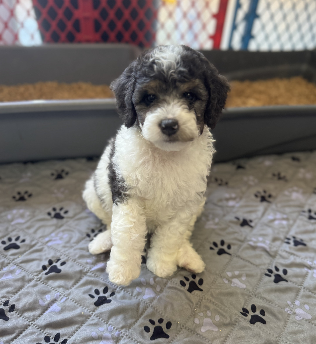 Screenshot 2025-09-24 at 11.23.24 AM