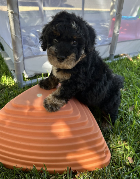 Zeus