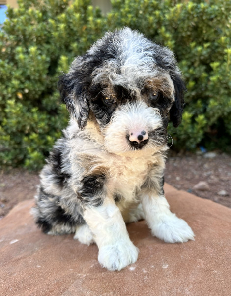 Apollo