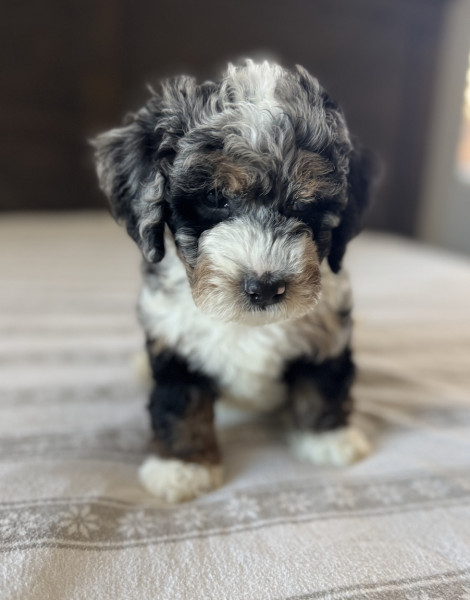 Percy