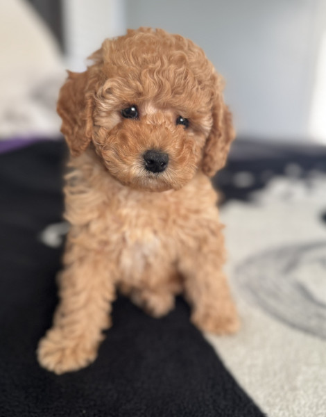 Manny