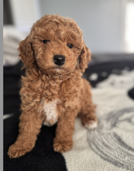 Bubby