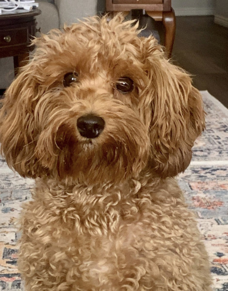 Sadie