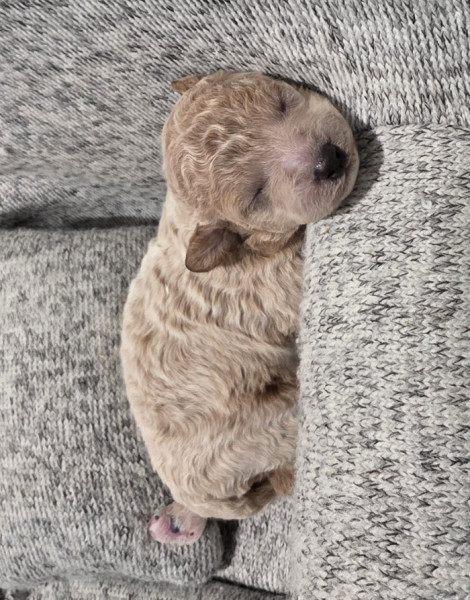 Bailey