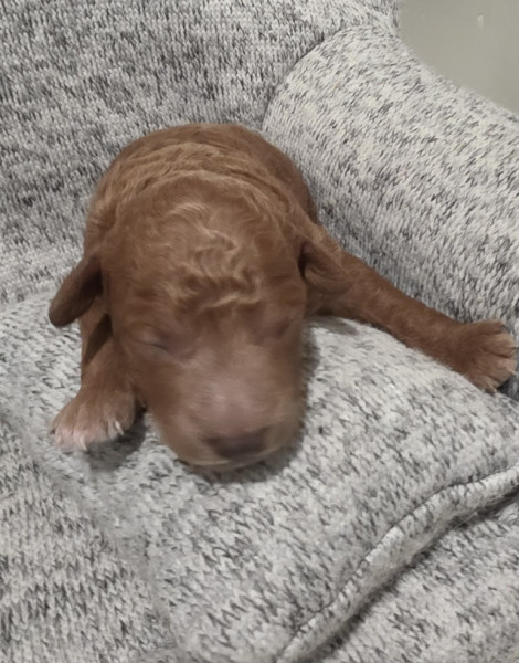 Chloe