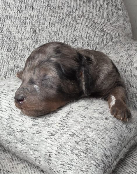 Frankie