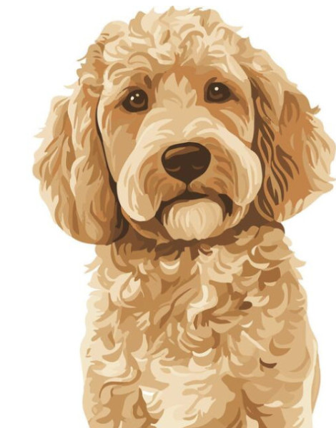 Goldendoodle - Dolly x Mr. Banks