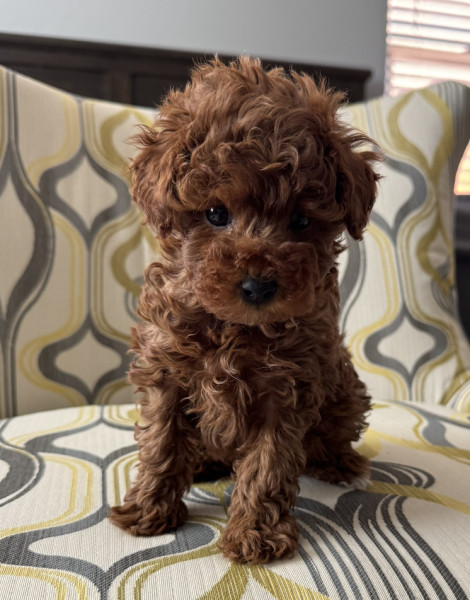 Mimi