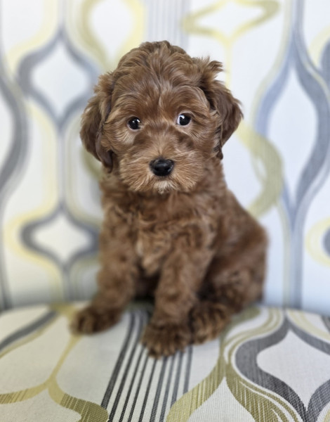 Chico