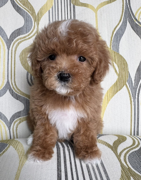 Monty