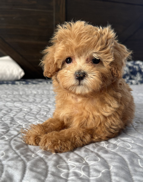 Nacho