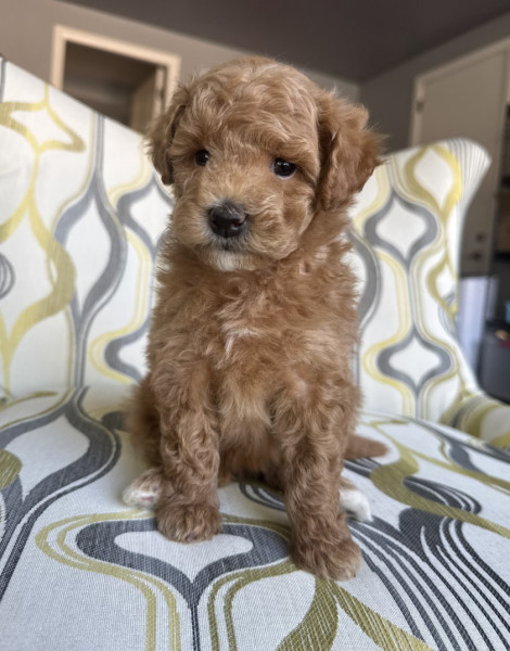 Phoebe