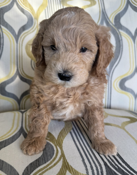 Ben