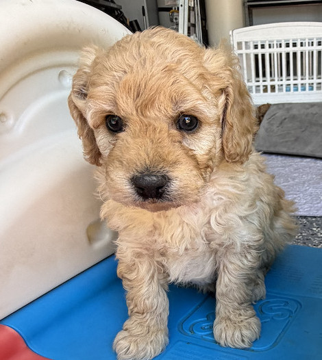 Bo Peep