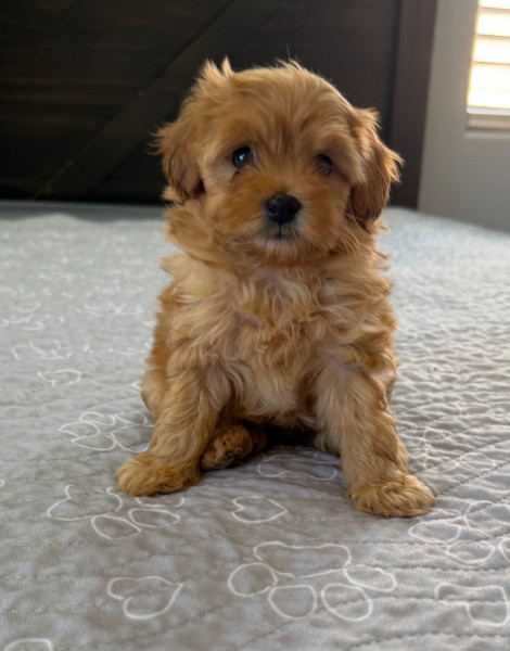 Biscuit