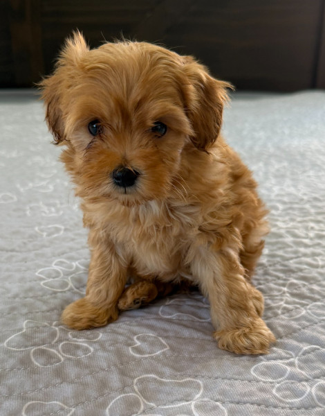 Biscuit
