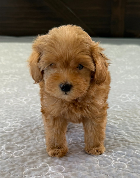 Marvin